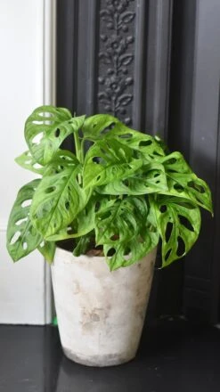 Monstera Obliqua - 'monkey Mask' -Verdant Haven Sales Store 98bb8d 520d6f13a7e0447aa0279b8e3ec3f2b4 mv2