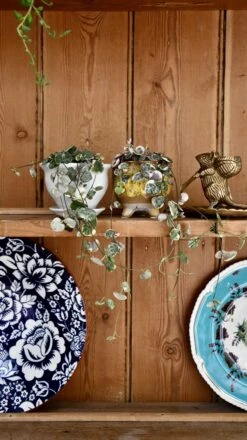 Variegated String Of Hearts | Ceropegia Woodii | Ceropegia Linearis Subsp. Woodii -Verdant Haven Sales Store 98bb8d 524310528c7a4feaa38a61385c28b2b7 mv2