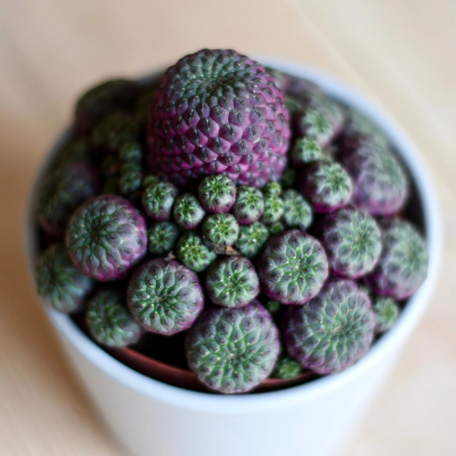 Sulcorebutia Rauschii 2 Sulcorebutia Rauschii - Image 2