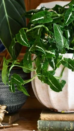 Large Syngonium Wendandii -Verdant Haven Sales Store 98bb8d 5306957a82ba4ed1a02b765b79a93163 mv2