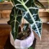 Alocasia Amazonica 'Alocasia Polly'