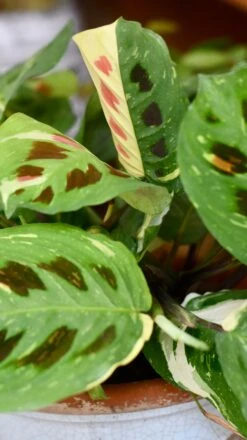 Maranta Leuconeura Kerchoveana | Maranta Fiesta | Prayer Plant -Verdant Haven Sales Store 98bb8d 533b05b304f346aea77e4b0932ccaaaa mv2 46d3ce91 de70 494a bbcb e9daa6bcbf53