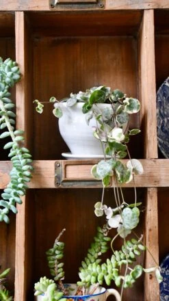 Variegated String Of Hearts | Ceropegia Woodii | Ceropegia Linearis Subsp. Woodii -Verdant Haven Sales Store 98bb8d 5344f02c468f47e2897b887c14835740 mv2