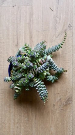 Crassula Perforata - String Of Buttons Plant -Verdant Haven Sales Store 98bb8d 537e2138e9ad4b42951a8ef0b6297bf0 mv2