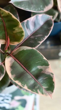 Ficus Elastica 'Belize' - Variegated Rubber Plant -Verdant Haven Sales Store 98bb8d 54cdb2d16a7b48c8bc869bedd2debf05 mv2