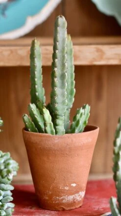 Euphorbia Debilispina -Verdant Haven Sales Store 98bb8d 55193ff1cc95410ebc80e3d488766000 mv2