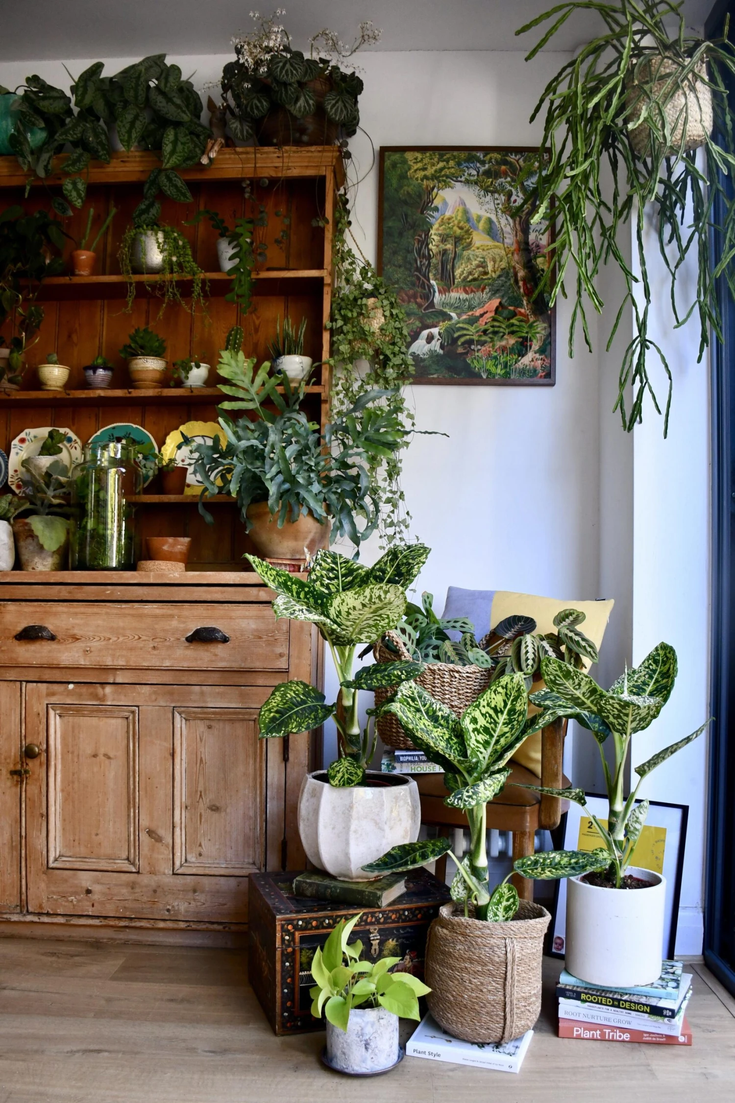 Dieffenbachia Reflector (Dumb Cane) 2 Dieffenbachia Reflector (Dumb Cane) - Image 2