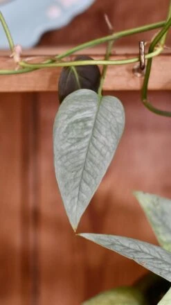 Epipremnum Cebu Blue (Cebu Blue Pothos, Epipremnum Pinnatum) -Verdant Haven Sales Store 98bb8d 5683333abebd40818a73054b2ca9e749 mv2