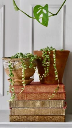 Variegated String Of Pearls -Verdant Haven Sales Store 98bb8d 5687058dff564c169f1a228f29e9951e mv2