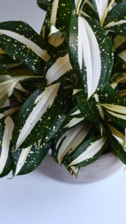 Dracaena Surculosa 'Milky Way' -Verdant Haven Sales Store 98bb8d 568dd21136ec49deb7f9884ef125281a mv2