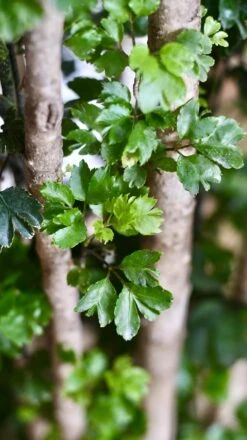 Polyscias Roble, Aralia Roble -Verdant Haven Sales Store 98bb8d 569d0bb53fcd4b9dbbae7ad939bf8d67 mv2