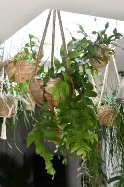 Selenicereus Chrysocardium - Fern Leaf Cactus -Verdant Haven Sales Store 98bb8d 56c68b095d0045fd87e7a7d52bdd7e89 mv2