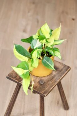 Philodendron Scandens Brasil 12cm Wide -Verdant Haven Sales Store 98bb8d 56f3ebf0180c450989ad9e404aa48bdf mv2 d 2848 4272 s 4 2