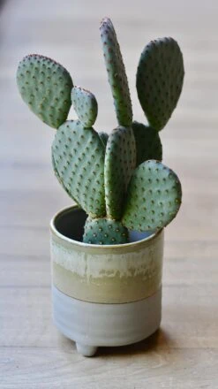 Bunny Ear Cactus -Verdant Haven Sales Store 98bb8d 581a286057c245df9d9c6beabe5f54cf mv2