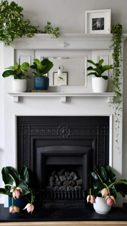 Baby Ficus Lyrata (Fiddle Fig Tree) 7 Baby Ficus Lyrata (Fiddle Fig Tree) -Verdant Haven Sales Store 98bb8d 5836421a3f054a258ace7eb2b4a0d162 mv2 c123a3b8 c611 4d84 b054 b6de673109eb