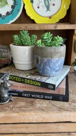 Baby Sedum Burrito Burrows Tail (Sedum Morganianum) -Verdant Haven Sales Store 98bb8d 587e46913df44d84909c26fdf9594cf6f000