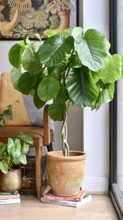 Ficus Umbellata (Tree Form) -Verdant Haven Sales Store 98bb8d 595dc4cacbe74e569b0e1795235fe7cf mv2