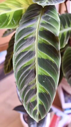 XL Calathea Warscewiczii -Verdant Haven Sales Store 98bb8d 5a0fab910ed34f3e945619a182bbd6b2 mv2