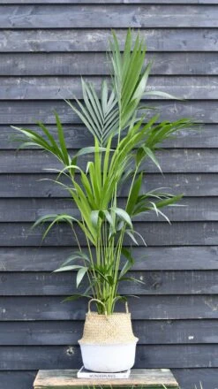 Kentia Palm (Howea Forsterian) -Verdant Haven Sales Store 98bb8d 5a2e08a3dd904b788f3bec2434208c39 mv2