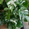 XL Variegated Monstera