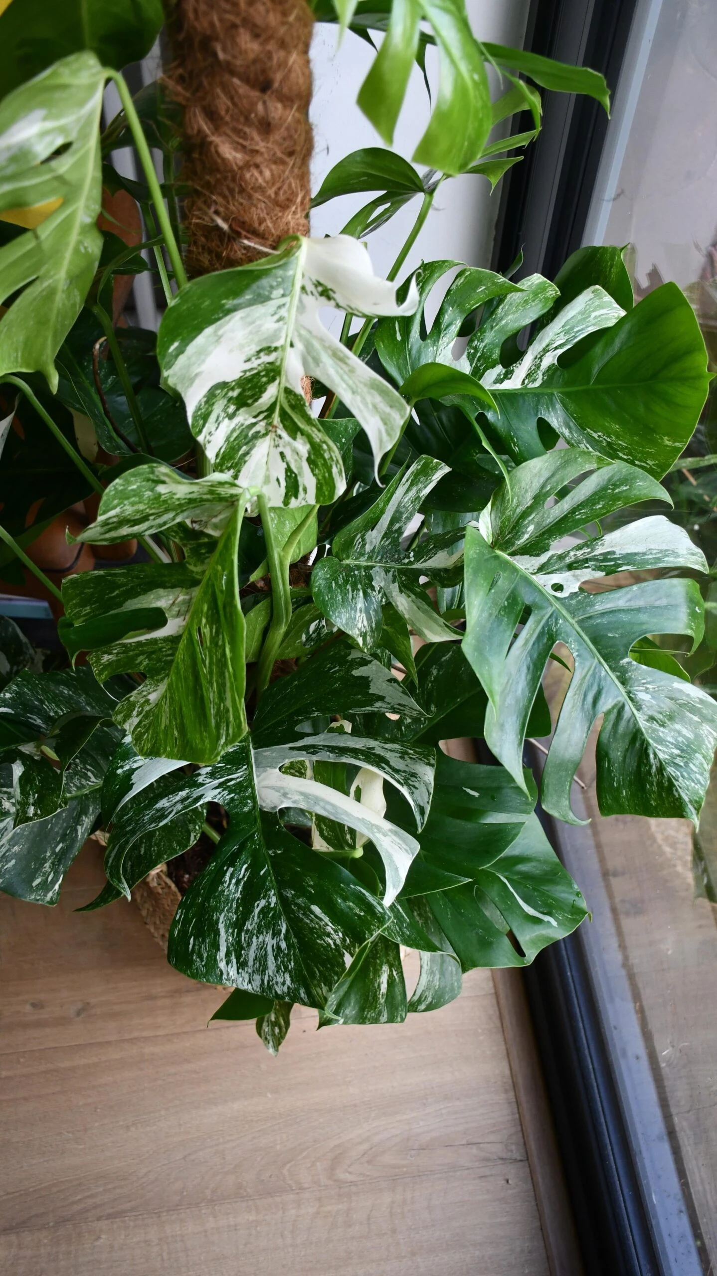 XL Variegated Monstera 1 XL Variegated Monstera