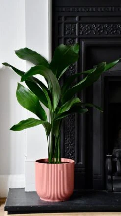 Aspidistra Elatior And Vibes Pot (Cast Iron Plant) -Verdant Haven Sales Store 98bb8d 5d1450785bd14da8b409985a18ae6e3d mv2
