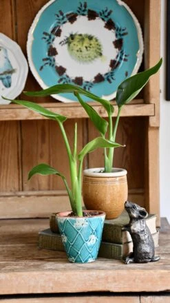 Baby Strelitza Nicolai (White Bird Of Paradise, Wild Banana, Giant Bird Of Paradise, Mexican Bird Of Paradise)