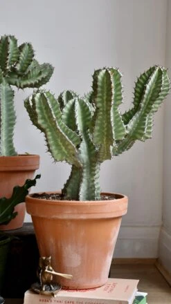 Euphorbia Cooperi -Verdant Haven Sales Store 98bb8d 6193e4fa5f284f2c9b7d7084106e8743 mv2