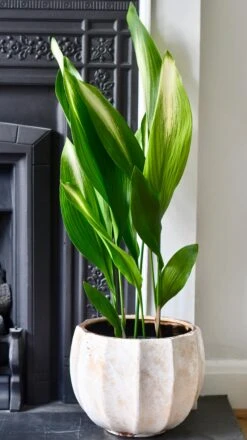 Aspidistra Elatior 'Asahi' (Lime Striped Cast Iron Plant) -Verdant Haven Sales Store 98bb8d 622b96f0032d406787d844eb38154157 mv2