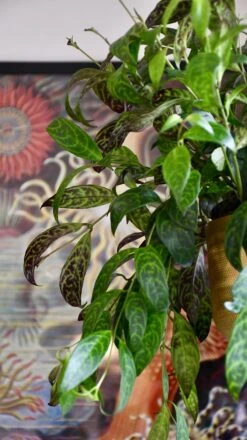 Aeschynanthus Marmoratus (Zebra Basket Vine) -Verdant Haven Sales Store 98bb8d 622d6772e8714d3988214b0ac816ba84 mv2