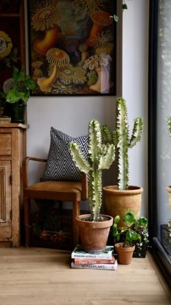 Euphorbia Erytrea Variegata