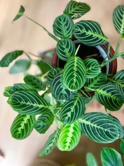 Hanging Maranta Leuconeura Marisela - Lemon And Lime -Verdant Haven Sales Store 98bb8d 6299c7be4d9e43338f433597786c29e7 mv2 d 3024 4032 s 4 2