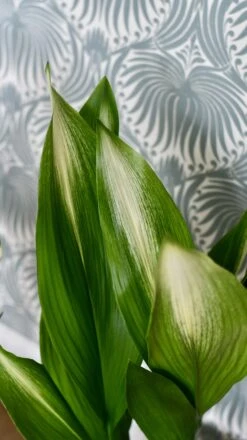 Aspidistra Elatior 'Asahi' (Lime Striped Cast Iron Plant) -Verdant Haven Sales Store 98bb8d 62ec43b067884fe8b50975cf2484adc0 mv2