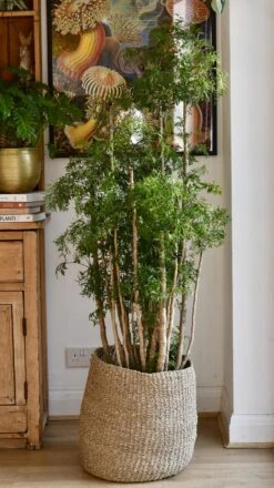 Polyscias Ming Or Aralia Ming -Verdant Haven Sales Store 98bb8d 6382d7affb1e42dabe36097425867362 mv2