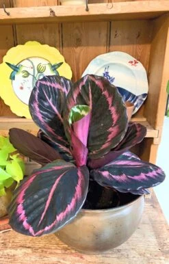 Calathea Roseopicta Purple 5 Calathea Roseopicta Purple -Verdant Haven Sales Store 98bb8d 6397f8f6e18b4dfc858ae92f9d2ca390 mv2