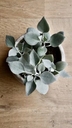 Kalanchoe Bracteata (Silver Teaspoons Plant) -Verdant Haven Sales Store 98bb8d 63a38872f25442e8bee826c42b7aa542 mv2