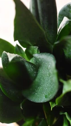 Sansevieria Trifasciata Black Dragon -Verdant Haven Sales Store 98bb8d 643ca7ac886343cabc2d8807eebb35bf mv2 50a71c95 63fc 4859 bb03 e52fbb786d3b