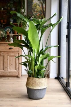 Strelitzia Nicolai 5 Strelitzia Nicolai -Verdant Haven Sales Store 98bb8d 64d1e888a2c94bfd8a0d9a6916b57594 mv2 d 3560 5340 s 4 2