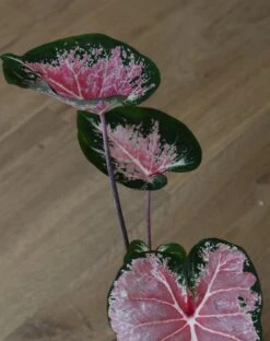 Caladium 13cm Pot -Verdant Haven Sales Store 98bb8d 64d91325fa104243bfdd2b0d138a3e15 mv2