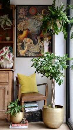 The Umbrella Tree Or Schefflera Plant -Verdant Haven Sales Store 98bb8d 658370d331f94a55b029ceb667e144b7 mv2