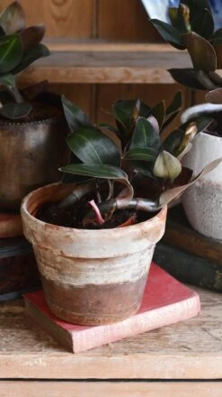 Black Velvet Jewel Orchid *rare* (Ludisia Discolor Black Velvet) 16 Black Velvet Jewel Orchid *rare* (Ludisia Discolor Black Velvet) -Verdant Haven Sales Store 98bb8d 65a2775c296748f3a720ef8bb1acd498 mv2