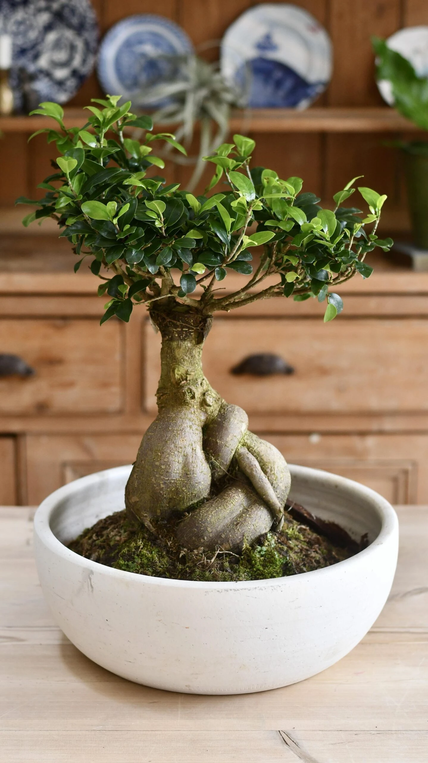 XL Ficus Retusa Or 'Ginseng'Bonsai Tree 6 XL Ficus Retusa Or 'Ginseng'Bonsai Tree - Image 6