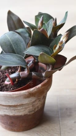 Black Velvet Jewel Orchid *rare* (Ludisia Discolor Black Velvet) 14 Black Velvet Jewel Orchid *rare* (Ludisia Discolor Black Velvet) -Verdant Haven Sales Store 98bb8d 689b70bec7684711a0c8192ed12e6e06 mv2