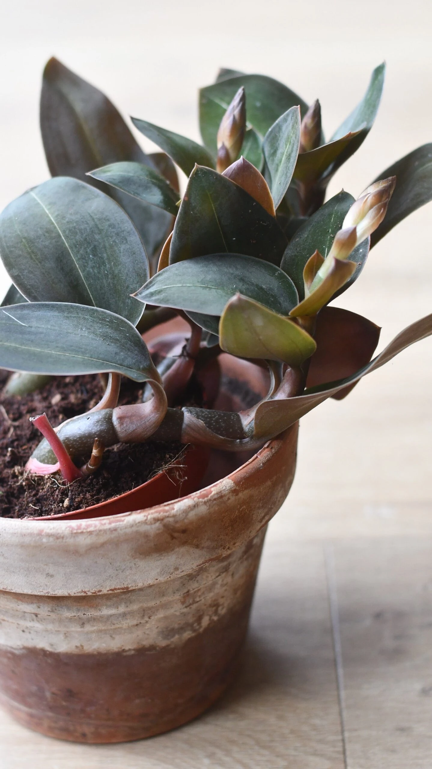 Black Velvet Jewel Orchid *rare* (Ludisia Discolor Black Velvet) 4 Black Velvet Jewel Orchid *rare* (Ludisia Discolor Black Velvet) - Image 4