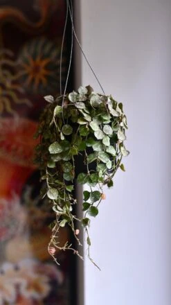 Hoya Curtisii, Wax Flower, Porcelain Flower