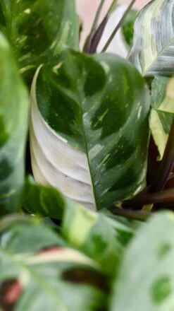 Maranta Leuconeura Kerchoveana | Maranta Fiesta | Prayer Plant -Verdant Haven Sales Store 98bb8d 693a41e63cc5411c9418ecaa3399d2ac mv2