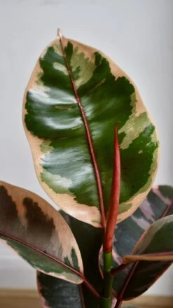 Ficus Elastica 'Belize' - Variegated Rubber Plant -Verdant Haven Sales Store 98bb8d 6a31934d5e53438b931bd56ab37db7c8 mv2