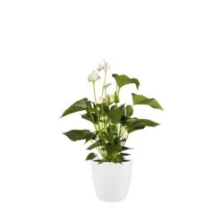 Brussels Round Plant Pot 25cm -Verdant Haven Sales Store 98bb8d 6a38ed4e826c47779a1db89978f8607c mv2 f8e42936 5fc3 427a 8272 e677336e2f4c