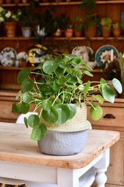 Pilea Peperomioides - Large -Verdant Haven Sales Store 98bb8d 6ac582551bed4565bb867fd959c9deff mv2 d 3712 5568 s 4 2