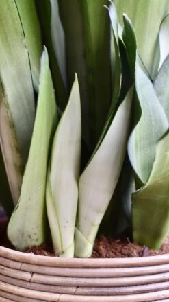 Sansevieria Trifasciata 'Moonshine' *Rare* -Verdant Haven Sales Store 98bb8d 6b3abd5611854ae587b50bc0ae888a72 mv2